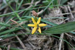 Curculigo orchioides